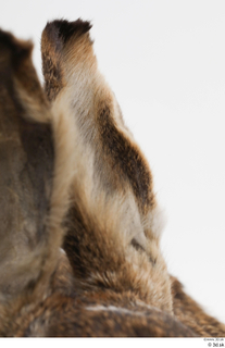 Hare  1 ear 0002.jpg